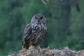 Puchacz - Eurasian Eagle-Owl