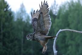 Puchacz - Eurasian Eagle-Owl