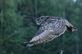 Puchacz - Eurasian Eagle-Owl