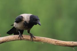 Wrona siwa - Hooded Crow