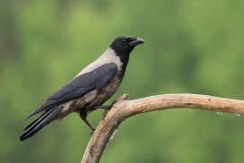 Wrona siwa - Hooded Crow