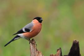 Gil - Eurasian Bullfinch