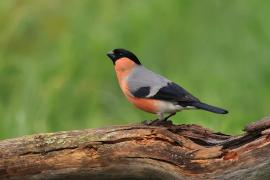 Gil - Eurasian Bullfinch