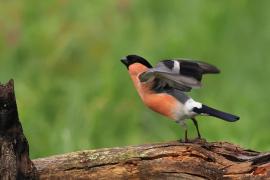 Gil - Eurasian Bullfinch