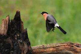 Gil - Eurasian Bullfinch