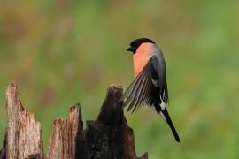 Gil - Eurasian Bullfinch