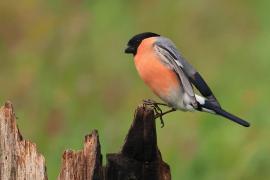 Gil - Eurasian Bullfinch