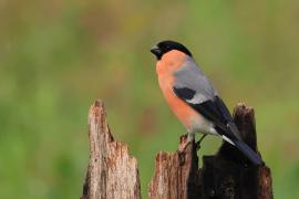 Gil - Eurasian Bullfinch