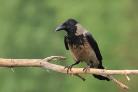 Wrona siwa - Hooded Crow