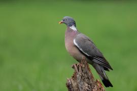 Grzywacz - Wood Pigeon