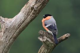 Gil - Eurasian Bullfinch