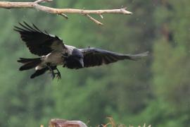 Wrona siwa - Hooded Crow