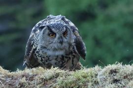 Puchacz - Eurasian Eagle-Owl