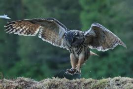 Puchacz - Eurasian Eagle-Owl