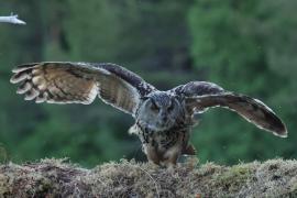 Puchacz - Eurasian Eagle-Owl