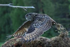 Puchacz - Eurasian Eagle-Owl