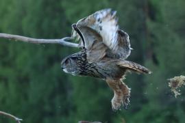 Puchacz - Eurasian Eagle-Owl