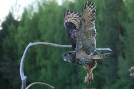 Puchacz - Eurasian Eagle-Owl