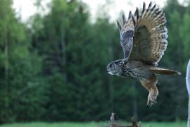 Puchacz - Eurasian Eagle-Owl