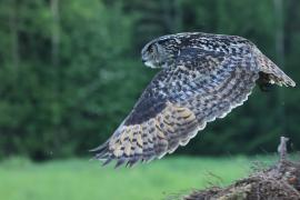 Puchacz - Eurasian Eagle-Owl