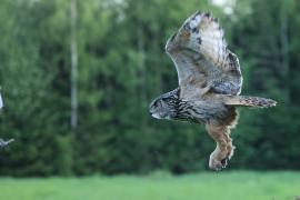 Puchacz - Eurasian Eagle-Owl