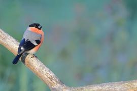 Gil - Eurasian Bullfinch