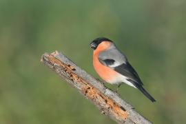 Gil - Eurasian Bullfinch