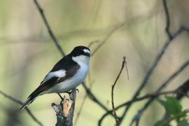 Muchołówka żałobna - Pied Flycatcher