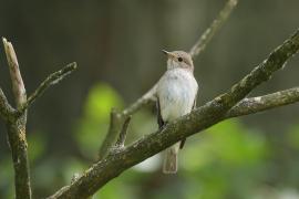 Muchołówka szara - Spotted Flycatcher