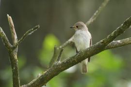 Muchołówka szara - Spotted Flycatcher
