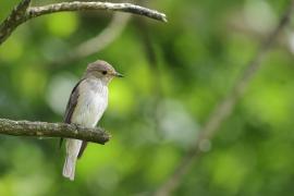 Muchołówka szara - Spotted Flycatcher