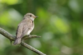 Muchołówka szara - Spotted Flycatcher