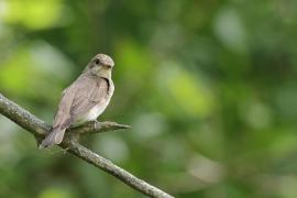 Muchołówka szara - Spotted Flycatcher