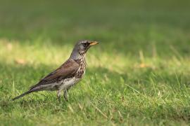Kwiczoł - Fieldfare