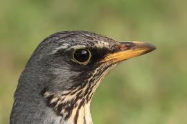 Kwiczoł - Fieldfare