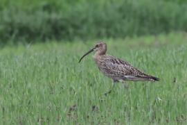 Kulik wielki - Numenius arquata - Eurasian Curlew