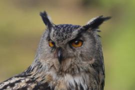 Puchacz - Bubo bubo - Eurasian Eagle-Owl