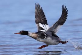 Szlachar - Mergus serrator - Red-breasted Merganser