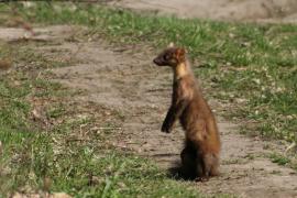 Kuna leśna - Pine marten