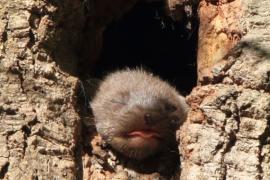 Kuna leśna - Pine marten