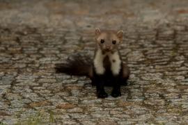 Kuna domowa - Beech marten