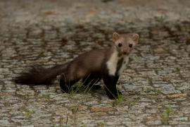 Kuna domowa - Beech marten