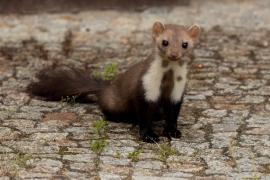 Kuna domowa - Beech marten