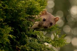 Kuna domowa - Beech marten