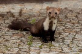 Kuna domowa - Martes foina - Beech marten