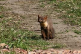 Kuna leśna - Martes martes - Pine marten