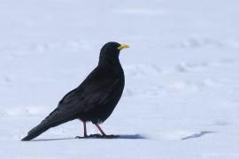 Wieszczek - Yellow-billed Chough