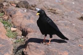 Wieszczek - Yellow-billed Chough