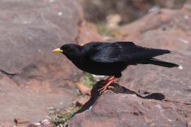 Wieszczek - Yellow-billed Chough