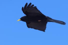 Wieszczek - Yellow-billed Chough